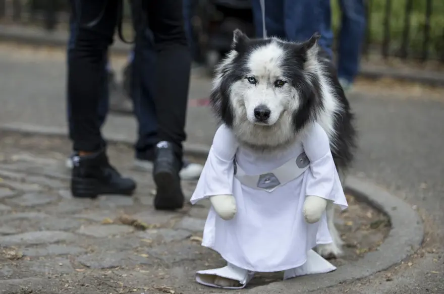 Köpeklere özel Cadılar Bayramı 