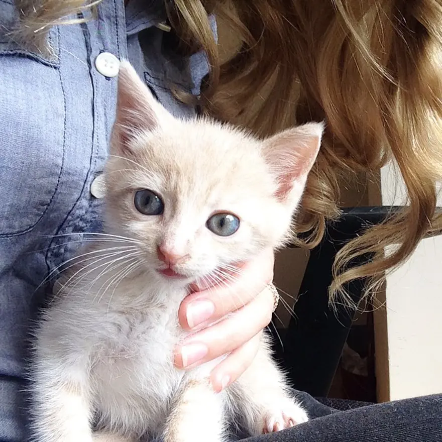 Hayatını kedileri kurtarmaya adadı 38