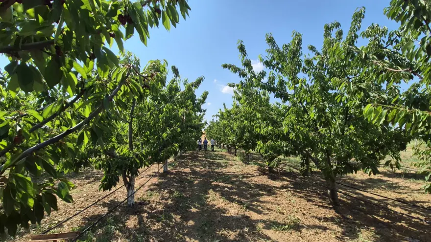 Tarlada fiyatı 250 TL: 3 bin ton hasat edildi Tarlada fiyatı 250 TL: 3 bin ton hasat edildi