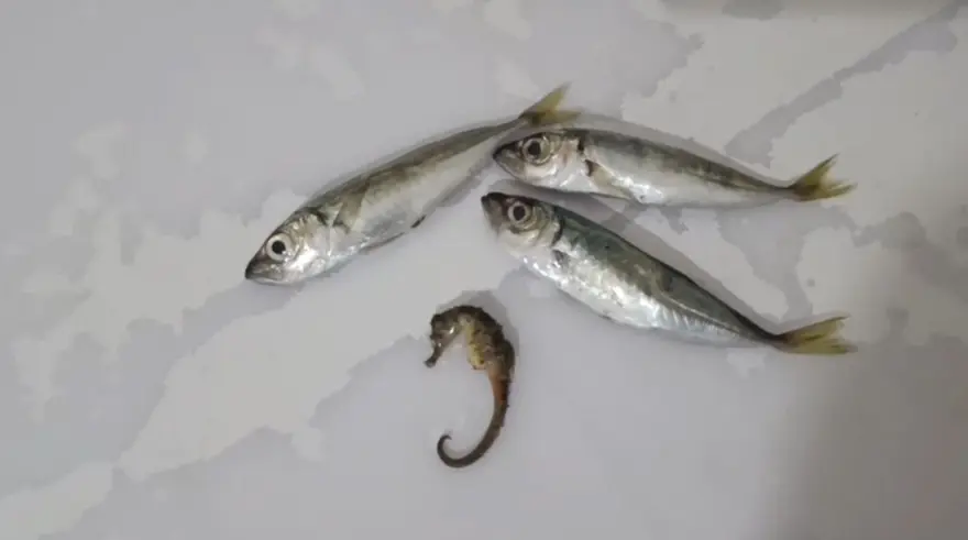 Balıkların arasından çıktı: Evinde pişirmek için almıştı 2