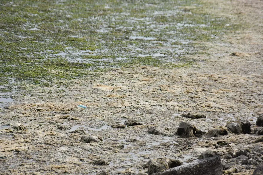 Çakalburnu Lagünü için kritik deniz marulu uyarısı: Son 2 yıldır marullar hiç kalkmadı 8 Çakalburnu Lagünü için kritik deniz marulu uyarısı: Son 2 yıldır marullar hiç kalkmadı 8