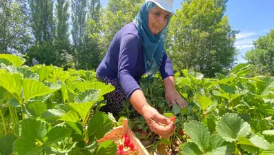 Aromasıyla dikkat çeken "Kuyulu" çileği: Kilosu 90 lira