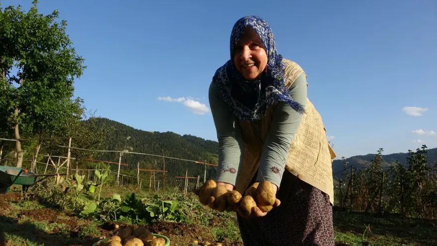 Nisan ve mayıs aylarında ekilmişti: Bu yıl az verim aldılar 1 Nisan ve mayıs aylarında ekilmişti: Bu yıl az verim aldılar 1