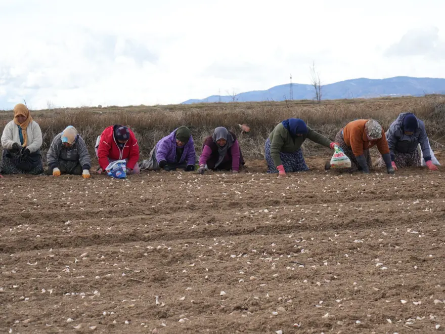 35 yıldır sarımsak tarlasında çalışıyor: "Düğüne gider gibi sarımsak tarlasına geliyorum" 4