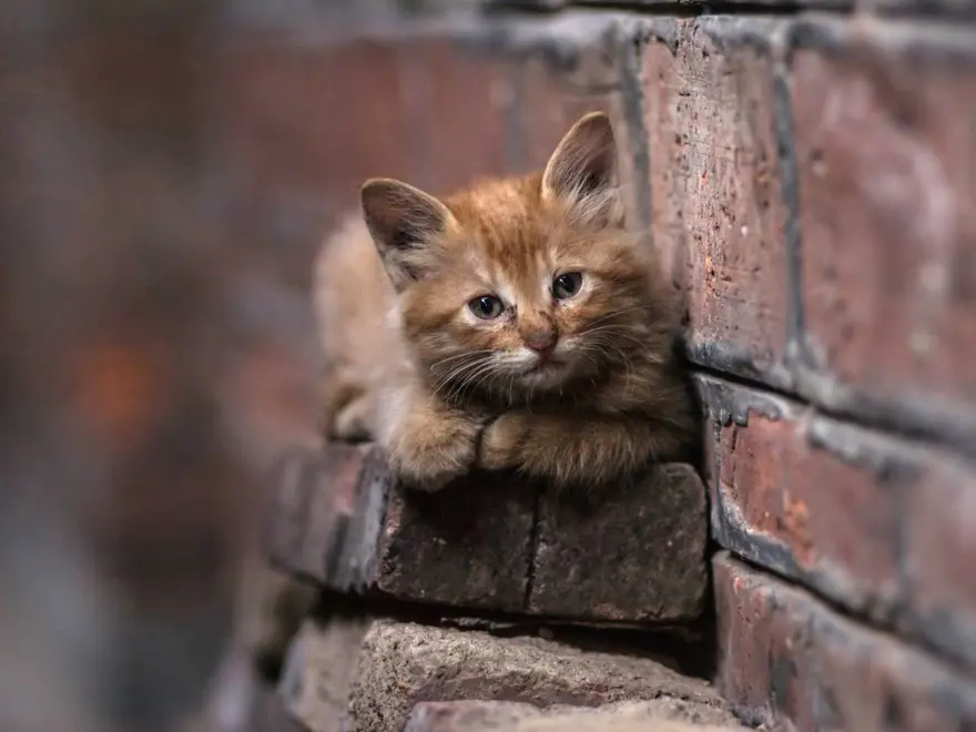 Dünyada kaç tane sokak hayvanı var? Ülkelere göre rakamlar 7