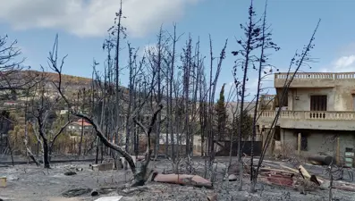 Tunus'taki orman yangınları küçük çiftçilere büyük zarar verdi