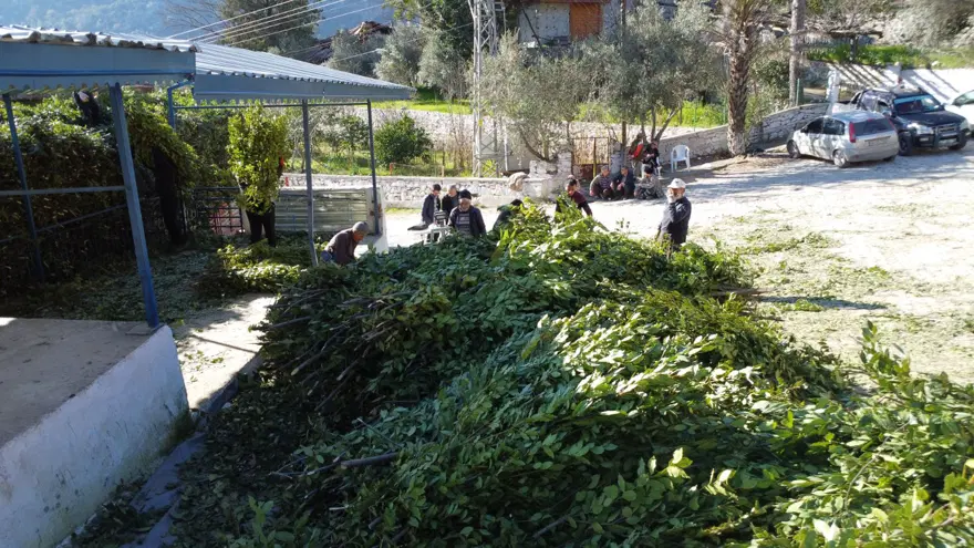 3 yılda 1 hasadı yapılıyor, 80 ailenin gelir kapısı: Toroslar'dan Avrupa'ya uzanıyor 2