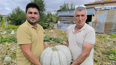 Fiyatıyla yüzleri güldürdü: Hasat başladı, hareketli günler yaşanıyor