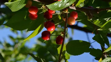 Manisa'da sezonun ilk kirazı 800 TL'den satıldı