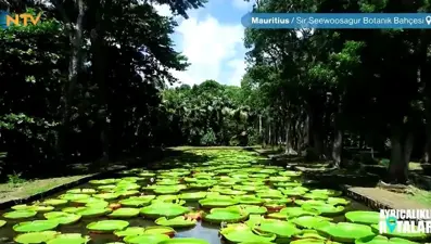 Ayrıcalıklı Rotalar: Mauritius (Botanik Bahçesi)
