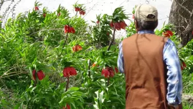 Yılın sadece 20 günü yaşıyor, başında nöbet tutuyorlar: Koparmanın cezası 244 bin lira!