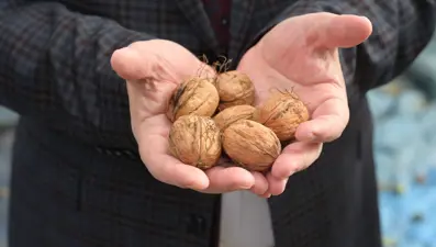 13 bin 225 hektar alanda yetişti: İlk hasat start aldı