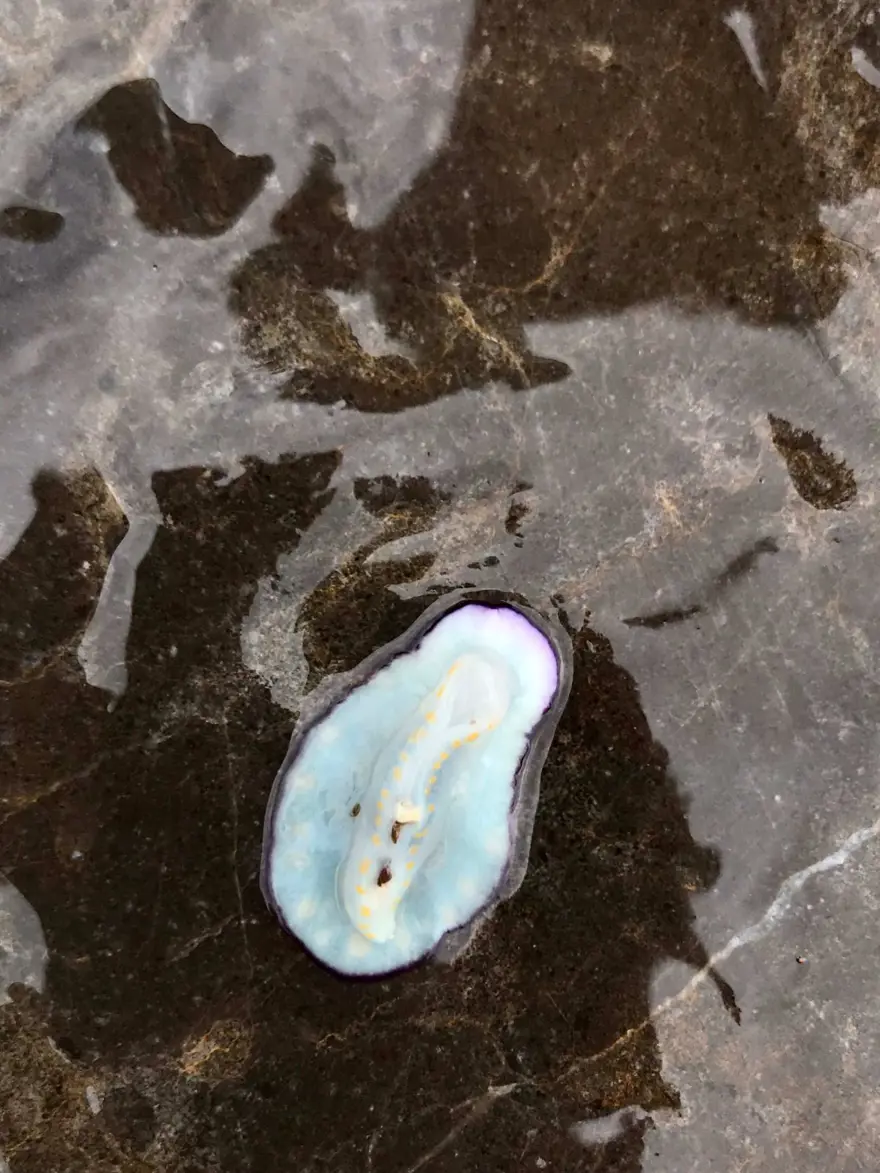 İnsanlık, tarihte ilk kez bir denizin değişimine tanıklık ediyor: Akdeniz tropikleşiyor 7