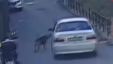 Aracına havlayan sokak köpeklerinden birini ezip kaçtı