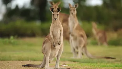 Avustralya'da nesli tükenmiş 3 yeni kanguru türü keşfedildi