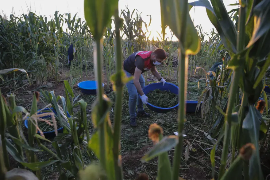 Mısır tarlasından 190 bin kök Hint keneviri ve 415 kilo esrar çıktı 11