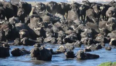 Afrika'yı andıran görüntüler: Belgesel tadında manda yolculuğu
