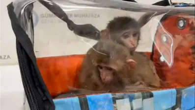 Sınırda operasyon: Yolcu koltuğunun altında bulundular