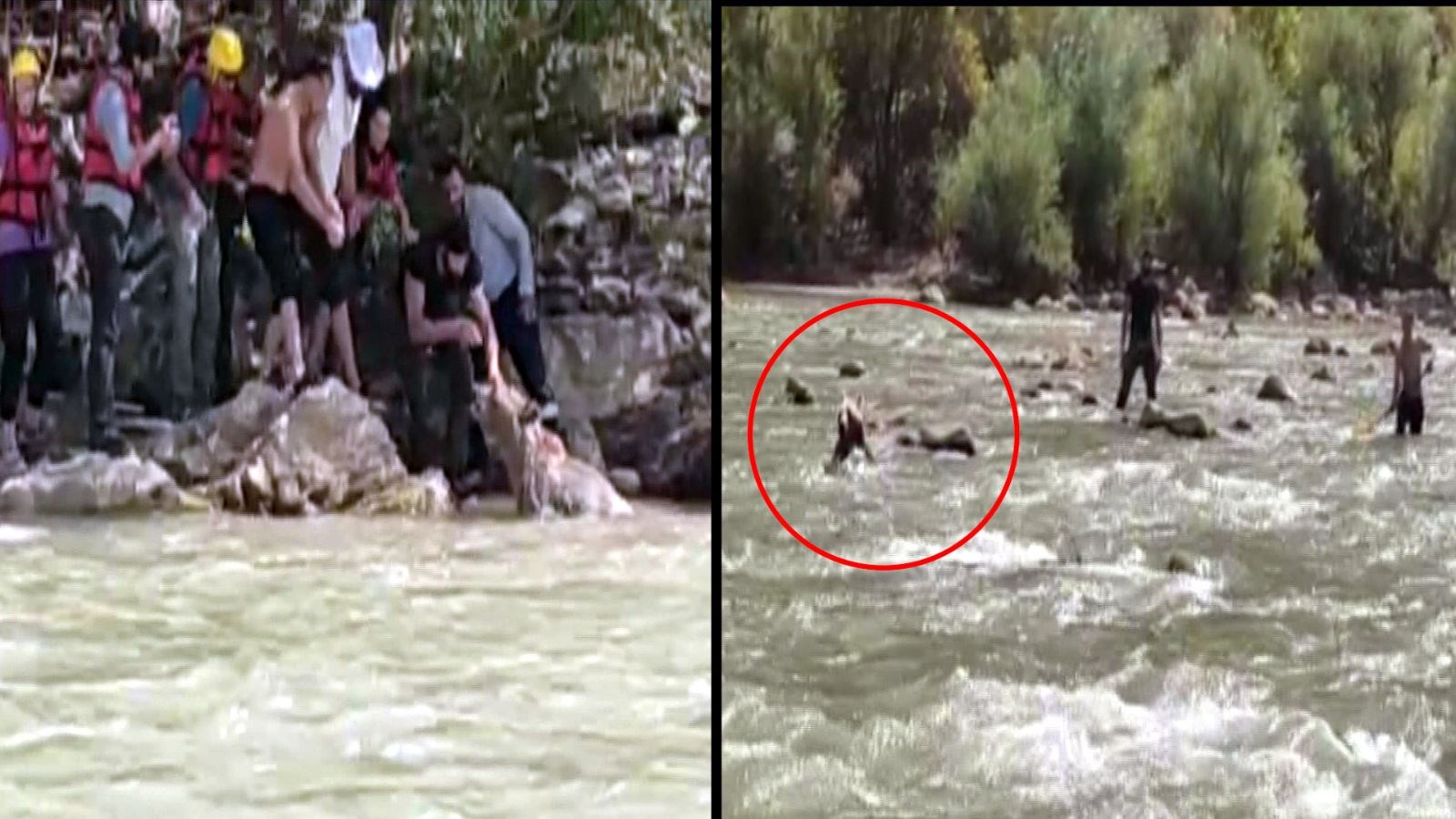 Zap Suyu'nda sürüklenen ayıyı rafting ekibi kurtardı