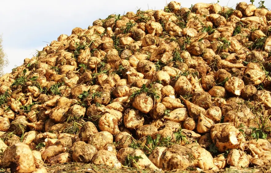 Üreticilerin önemli gelir kapısı: Hasat başladı 5