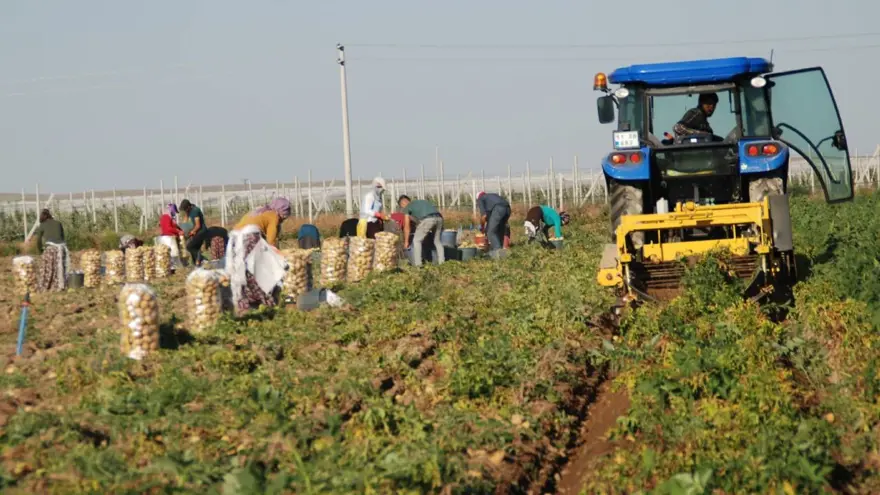 Hasat başladı, üreticinin yüzü güldü: Kilosu tarlada 10-12 TL 1