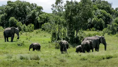 İki kadın turist, safaride fil saldırısında öldü