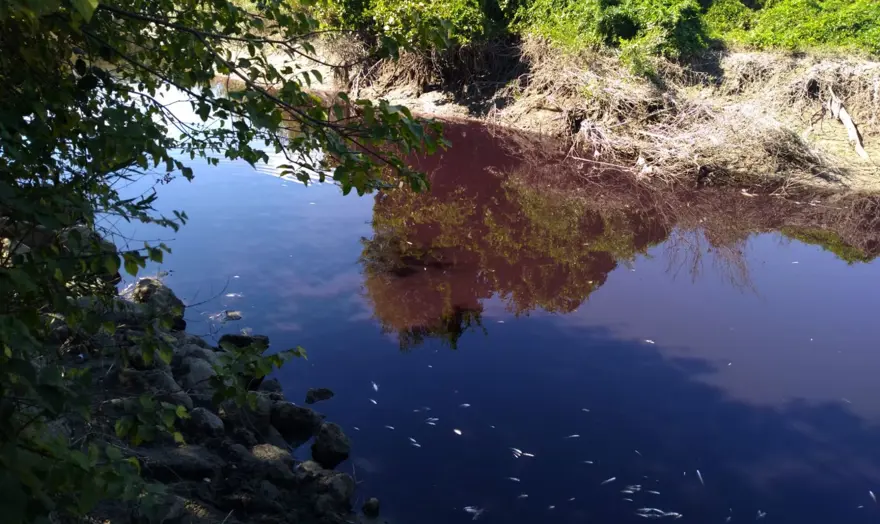 Siyaha dönen Karasu Çayı'nda balık ölümlerine inceleme 1