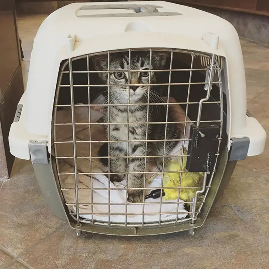 Hayatını kedileri kurtarmaya adadı 269