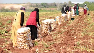 Günlüğü 600 liraya topluyorlar: Erzincan'da hasat başladı