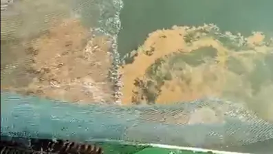 Marmara Denizi'nde görülmeye başladı:  Bu yıl tarihte ilk defa Eylül'de ortaya çıktı