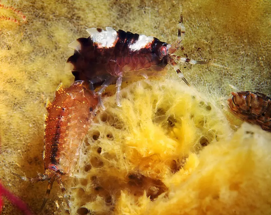 Beyaz Deniz'in harikaları 81