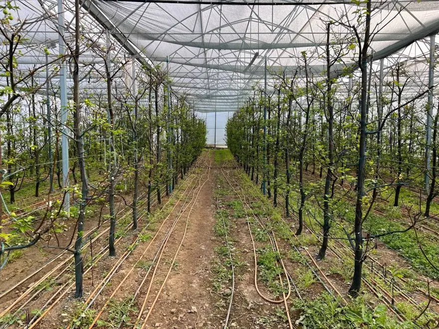 Arap şeyhlerine kilosu 2 bin liradan erik 5 Arap şeyhlerine kilosu 2 bin liradan erik 5