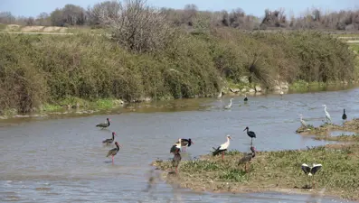 Kızılırmak Deltası’nda zirai tarım ilacı tehdidi