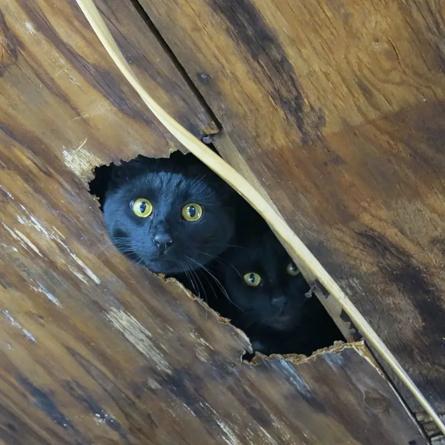 Hayatını kedileri kurtarmaya adadı 112