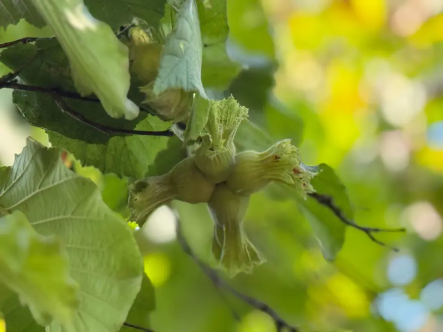 Sıcak havalar erken olgunlaştırdı: Hasat başladı 5 Sıcak havalar erken olgunlaştırdı: Hasat başladı 5