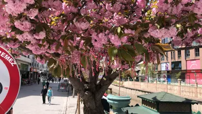 Süs erik ağacına "Martenitsa" bağlandı