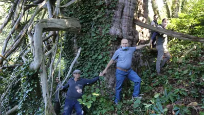 Türkiye’nin en geniş çaplı porsuk ağacı Artvin’de tescillendi