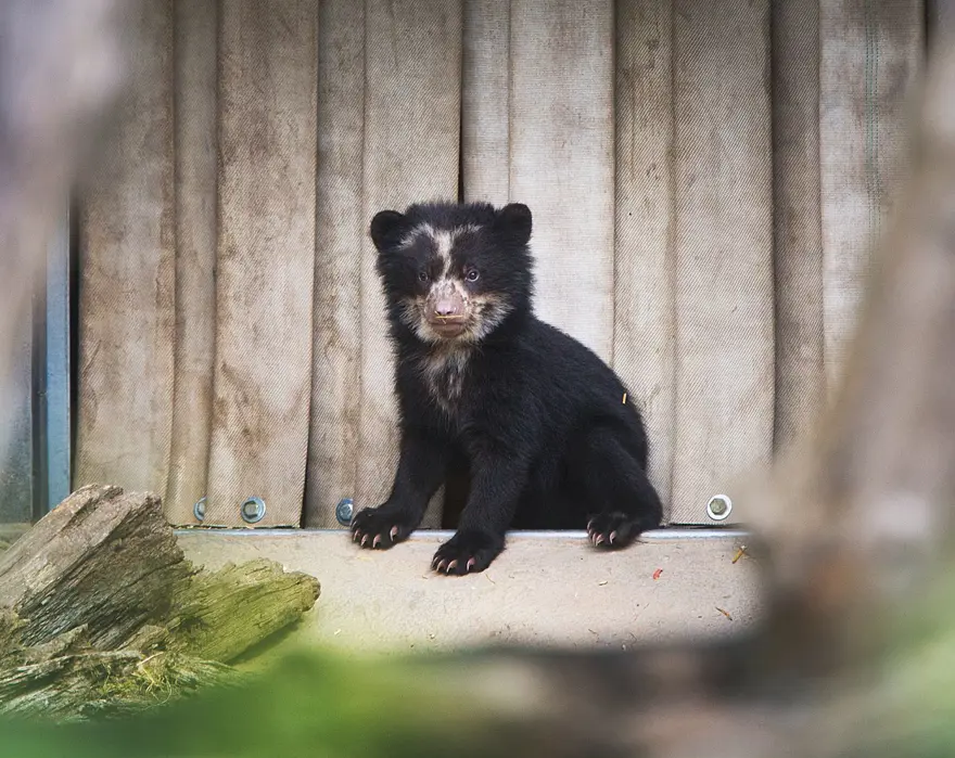 Kahve üreticileri harekete geçti: Güney Amerika'nın tek yerli ayısı tehdit altında 