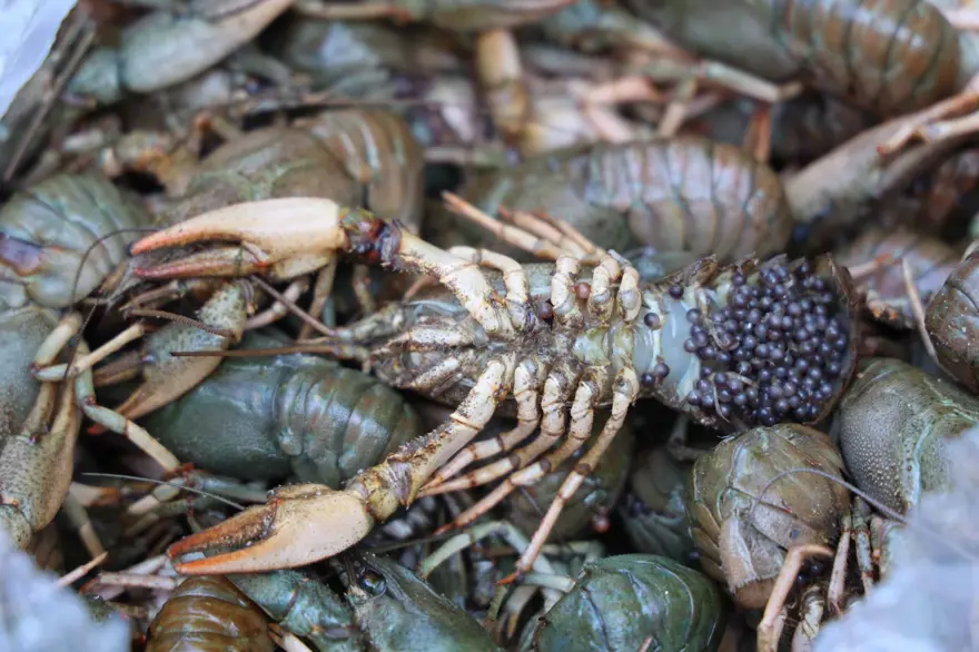 Terminalde 40 kilo mavi yengeç ele geçirildi: Otobüs firmasına ceza 