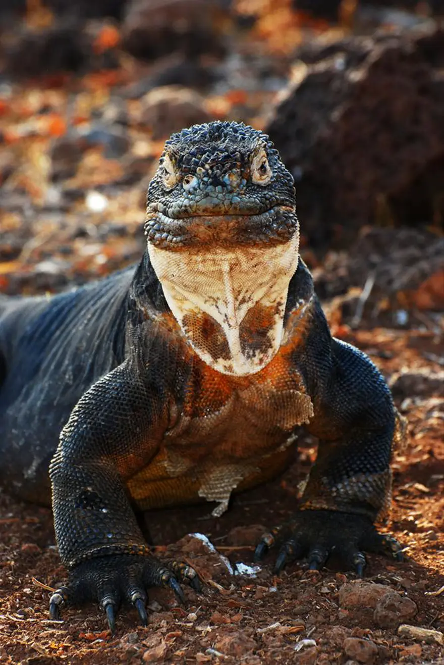 Darwin'in adasından kaçıyorlar 9