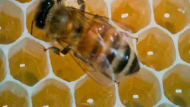 Öldürücü bakterilere arı darbesi