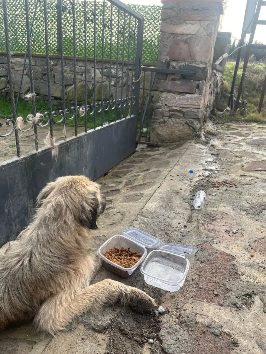 Balıkesir'de bahçe kapısına sıkışan köpek kurtarıldı 