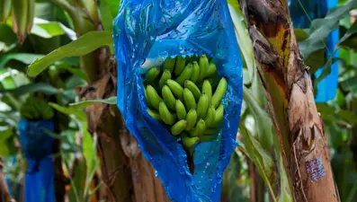 "Muz Cumhuriyeti"nde OHAL: Kritik 5 gün