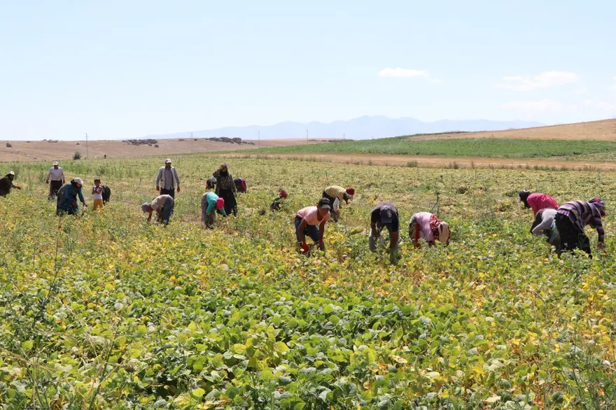 Sofraların altını olarak biliniyor: Rekolte beklentisi 52 bin ton Sofraların altını olarak biliniyor: Rekolte beklentisi 52 bin ton
