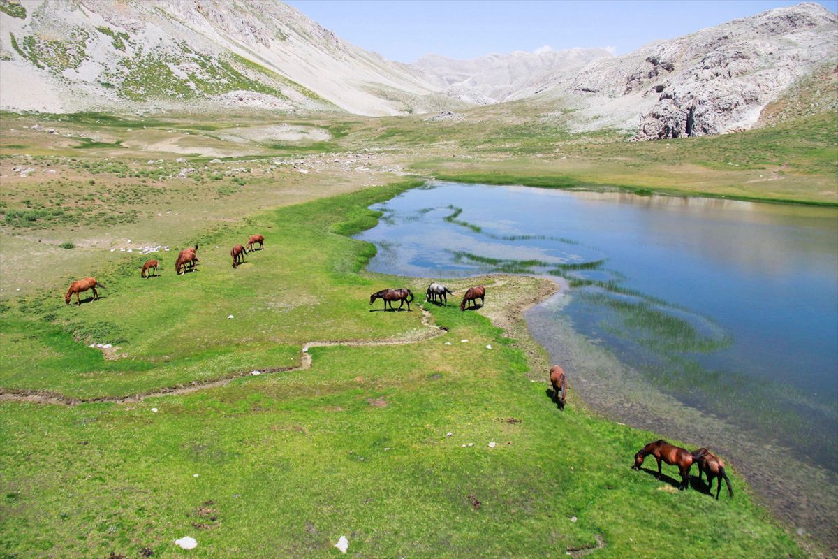 Munzur'da yılkı atları yaylalara renk katıyor