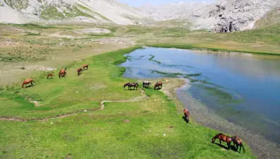 Munzur'da yılkı atları yaylalara renk katıyor