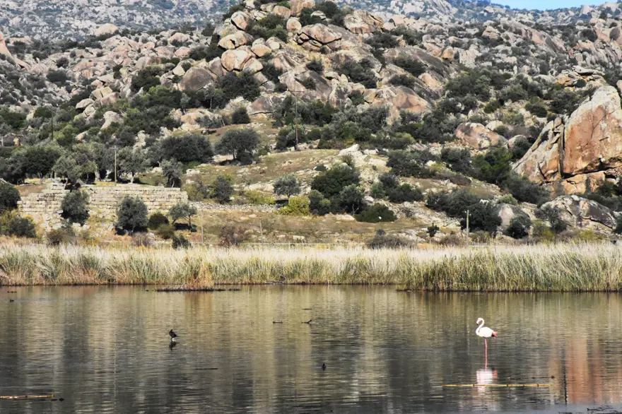 Bafa Gölü 261 kuş türüne ev sahipliği yapıyor 3