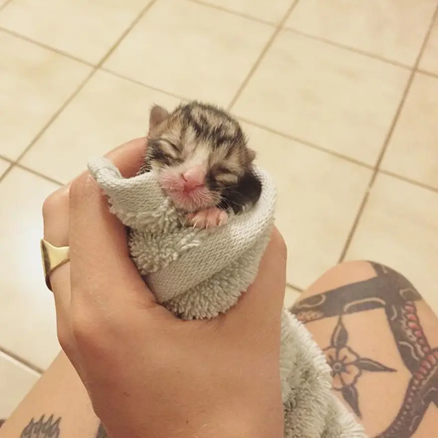 Hayatını kedileri kurtarmaya adadı 267