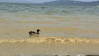 İznik Gölü'nde endişelendiren görüntü: Gün geçtikçe kirleniyor