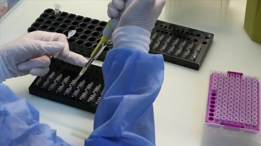 Özbekistan'dan corona virüse karşı domates aşısı 